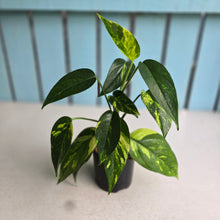 Load image into Gallery viewer, #W38 Epipremnum Pinnatum Aurea