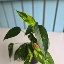 Load image into Gallery viewer, #W38 Epipremnum Pinnatum Aurea