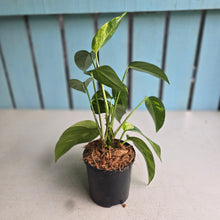 Load image into Gallery viewer, #W38 Epipremnum Pinnatum Aurea