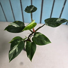 Load image into Gallery viewer, #G21 Philodendron White Princess