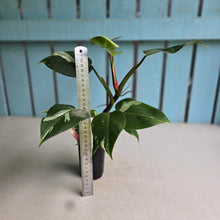 Load image into Gallery viewer, #G21 Philodendron White Princess