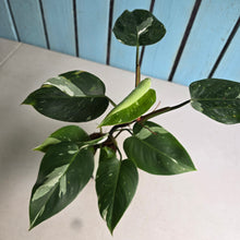 Load image into Gallery viewer, #G21 Philodendron White Princess