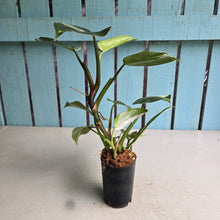 Load image into Gallery viewer, #G21 Philodendron White Princess