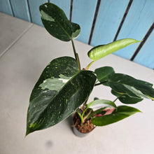 Load image into Gallery viewer, #G21 Philodendron White Princess