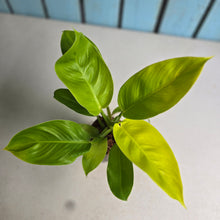 Load image into Gallery viewer, #22 Philodendron Rush