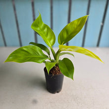 Load image into Gallery viewer, #22 Philodendron Rush