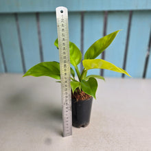 Load image into Gallery viewer, #22 Philodendron Rush