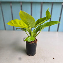 Load image into Gallery viewer, #22 Philodendron Rush
