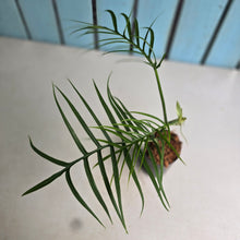 Load image into Gallery viewer, #59 Philodendron Tortum