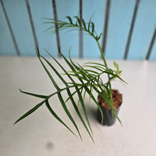 Load image into Gallery viewer, #59 Philodendron Tortum