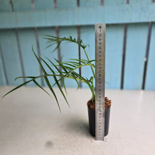 Load image into Gallery viewer, #59 Philodendron Tortum