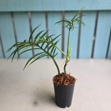 Load image into Gallery viewer, #59 Philodendron Tortum