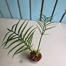 Load image into Gallery viewer, #59 Philodendron Tortum