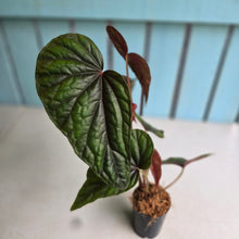 Load image into Gallery viewer, #B8 Begonia Handelii
