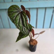 Load image into Gallery viewer, #B8 Begonia Handelii