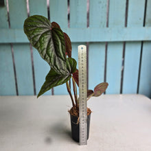 Load image into Gallery viewer, #B8 Begonia Handelii