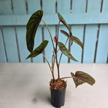 Load image into Gallery viewer, #B8 Begonia Handelii
