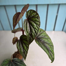 Load image into Gallery viewer, #B8 Begonia Handelii