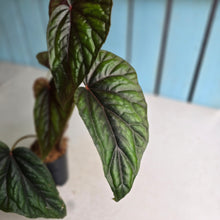 Load image into Gallery viewer, #B8 Begonia Handelii