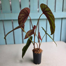 Load image into Gallery viewer, #B8 Begonia Handelii