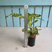 Load image into Gallery viewer, #304 Dracaena Florida Beauty