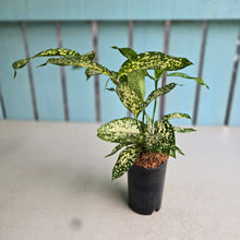 Load image into Gallery viewer, #304 Dracaena Florida Beauty