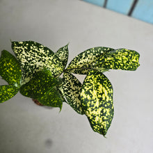 Load image into Gallery viewer, #304 Dracaena Florida Beauty