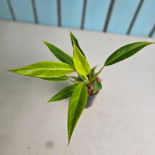 Load image into Gallery viewer, #G3 Philodendron Lemon Twist