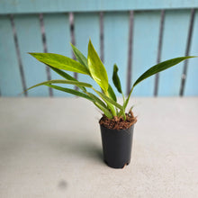 Load image into Gallery viewer, #G3 Philodendron Lemon Twist