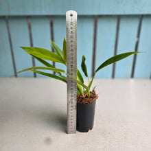 Load image into Gallery viewer, #G3 Philodendron Lemon Twist