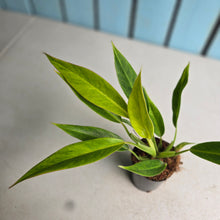 Load image into Gallery viewer, #G3 Philodendron Lemon Twist