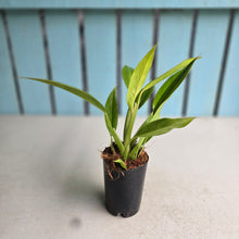 Load image into Gallery viewer, #G3 Philodendron Lemon Twist
