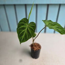 Load image into Gallery viewer, #H60 Philodendron Verrucosum