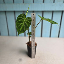 Load image into Gallery viewer, #H60 Philodendron Verrucosum