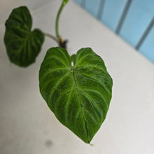 Load image into Gallery viewer, #H60 Philodendron Verrucosum