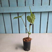 Load image into Gallery viewer, #H60 Philodendron Verrucosum