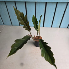 Load image into Gallery viewer, #B75 Philodendron Pluto