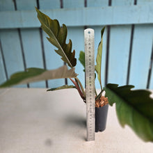 Load image into Gallery viewer, #B75 Philodendron Pluto