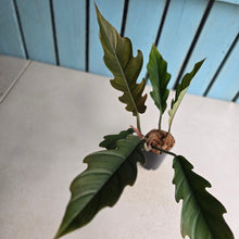 Load image into Gallery viewer, #B75 Philodendron Pluto