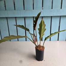Load image into Gallery viewer, #B75 Philodendron Pluto
