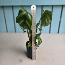 Load image into Gallery viewer, #W40 Calathea Orbifolia 'Watercolours'