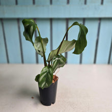 Load image into Gallery viewer, #W40 Calathea Orbifolia 'Watercolours'