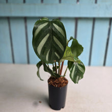 Load image into Gallery viewer, #W40 Calathea Orbifolia 'Watercolours'