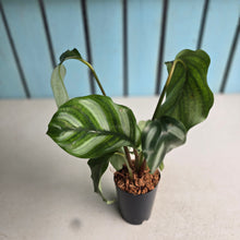 Load image into Gallery viewer, #W40 Calathea Orbifolia 'Watercolours'
