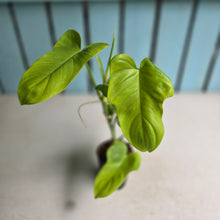 Load image into Gallery viewer, #41 Philodendron Golden Violin