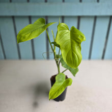 Load image into Gallery viewer, #41 Philodendron Golden Violin