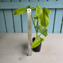 Load image into Gallery viewer, #41 Philodendron Golden Violin