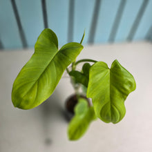 Load image into Gallery viewer, #41 Philodendron Golden Violin