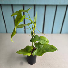 Load image into Gallery viewer, #41 Philodendron Golden Violin