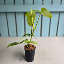 Load image into Gallery viewer, #41 Philodendron Golden Violin